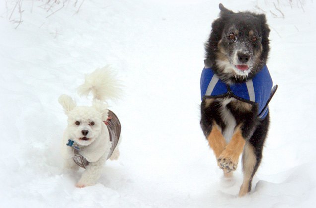 how to choose a winter coat for your dog like a canadian skijorer