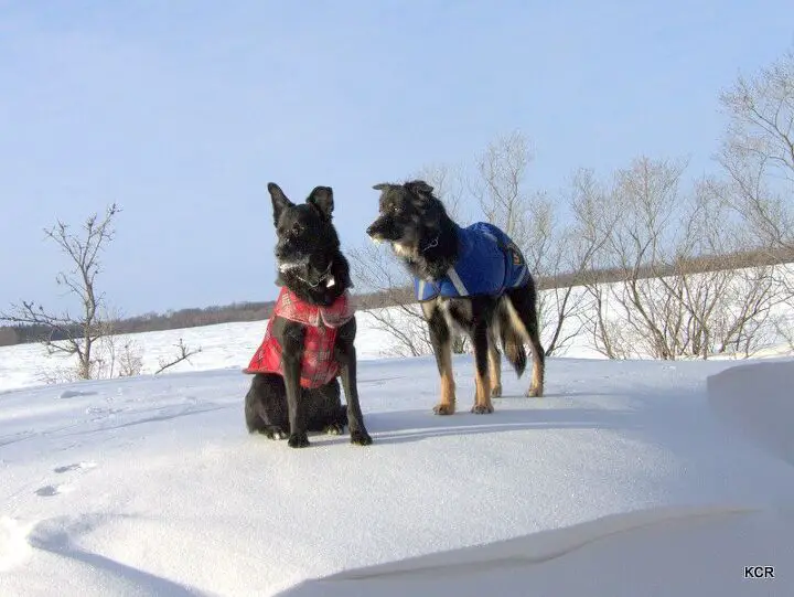 how to choose a winter coat for your dog like a canadian skijorer