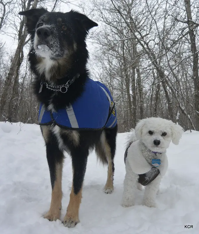 how to choose a winter coat for your dog like a canadian skijorer