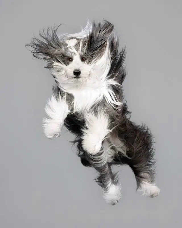 hopping hounds jump for joy in springy new photo series