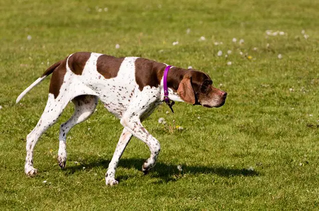 english pointer