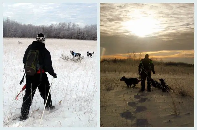 winter workout the frost savvy snowshoe dog