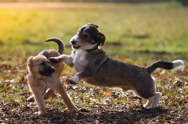 how to deal with dog fights in your multiple dog home