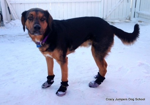 bootie call bootie licious tips for picking out dog boots