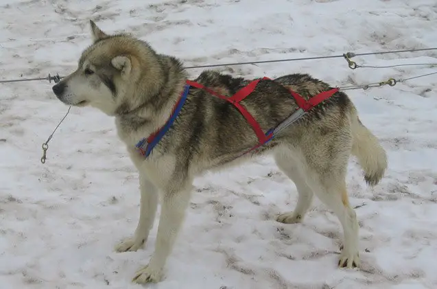 alaskan husky