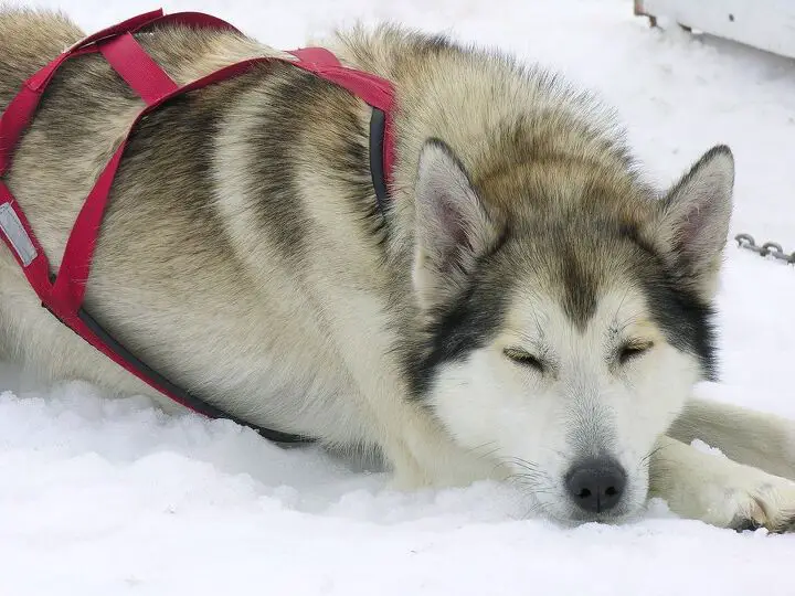 alaskan husky