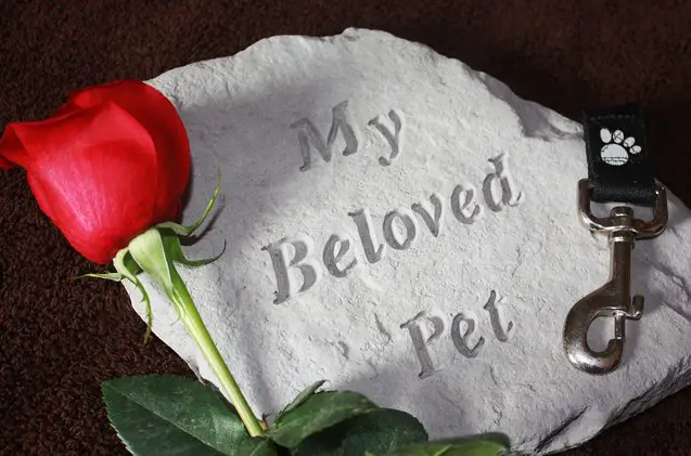 losing a pet dealing with the death of your dog