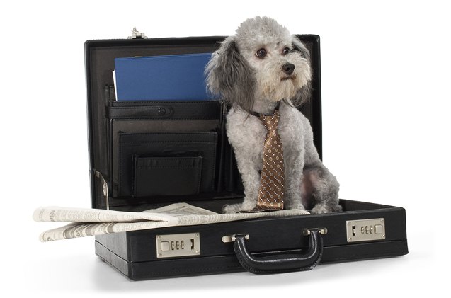 how to convince your boss to offer pet insurance