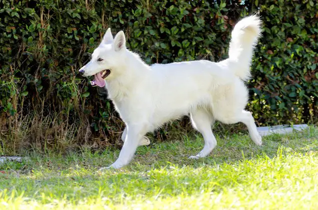 berger blanc suisse