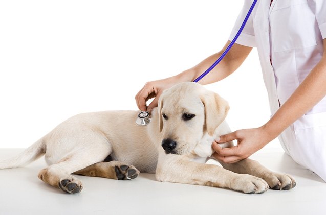 bordatella kennel cough symptoms and treatments