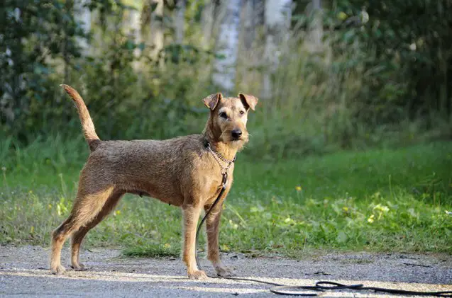 top 10 irish dog breeds