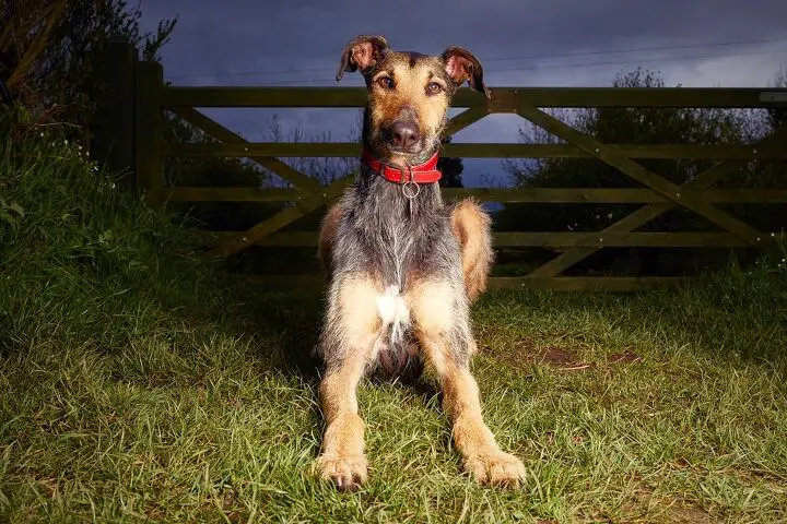 lurcher