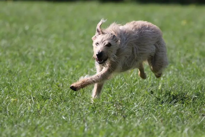 lurcher