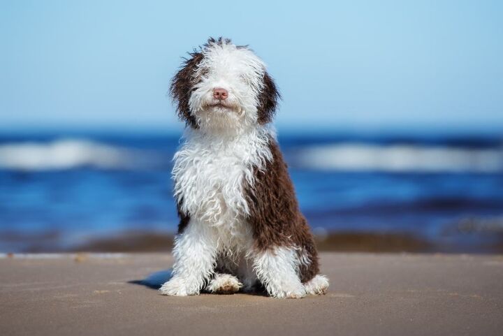 spanish water dog