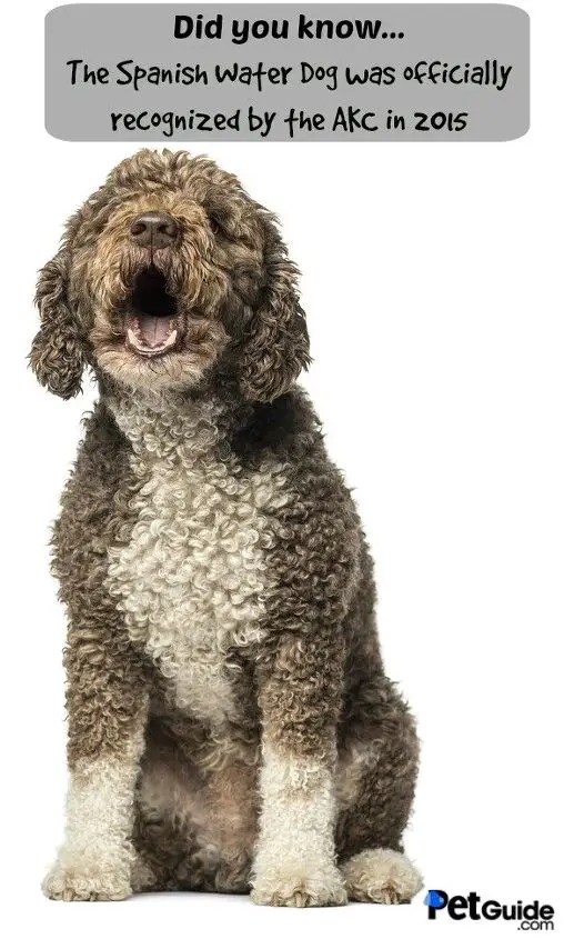 spanish water dog