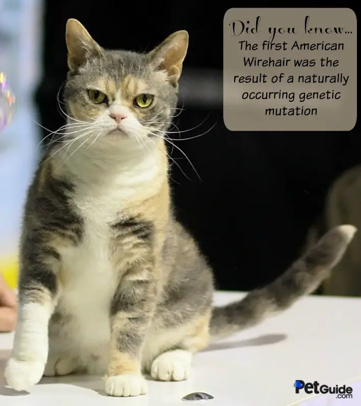 american wirehair