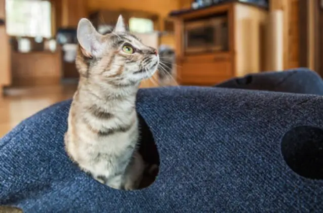 eco friendly ripple rug for cats looking for a kick start