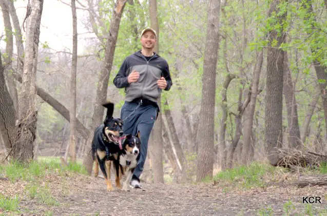 dog powered running get fit with canicross