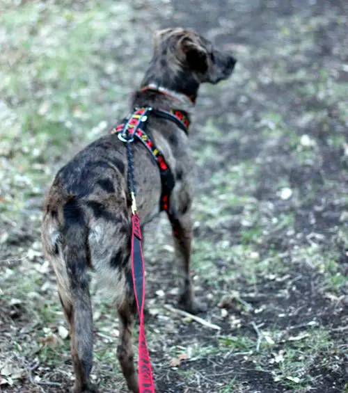 dog powered running get fit with canicross