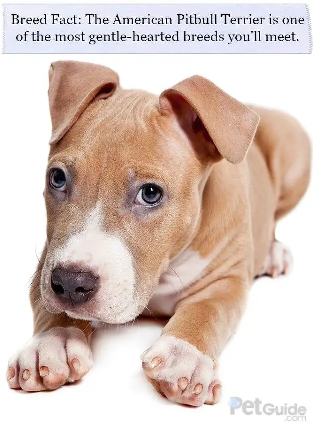 american pitbull terrier