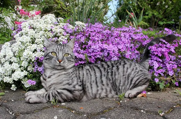 european shorthair