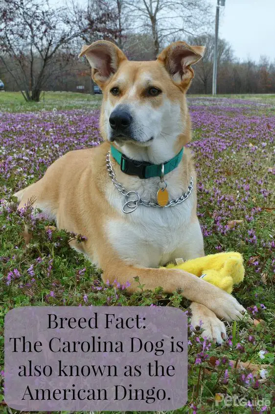 carolina dog