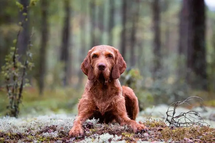 wirehaired vizsla