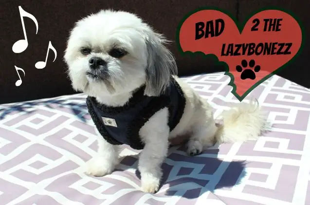 bad to the bonezz oscar rocks out with lazybonezz style