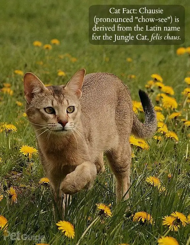 chausie