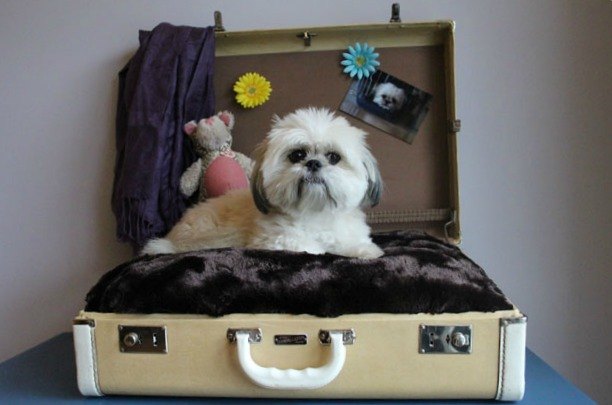 diy vintage suitcase dog bed