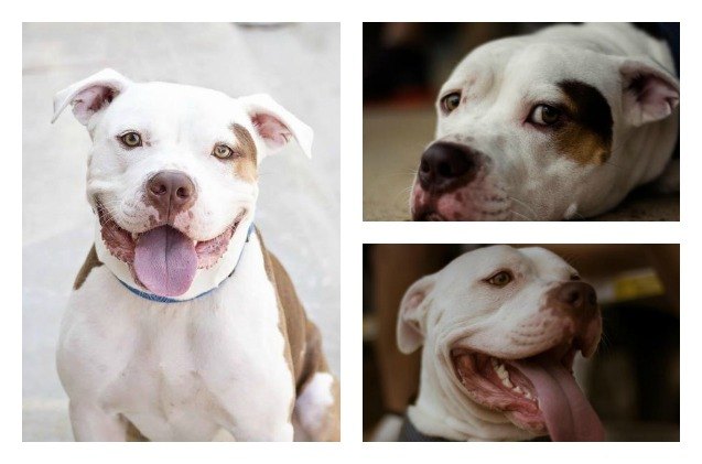 adoptable dog of the week cj