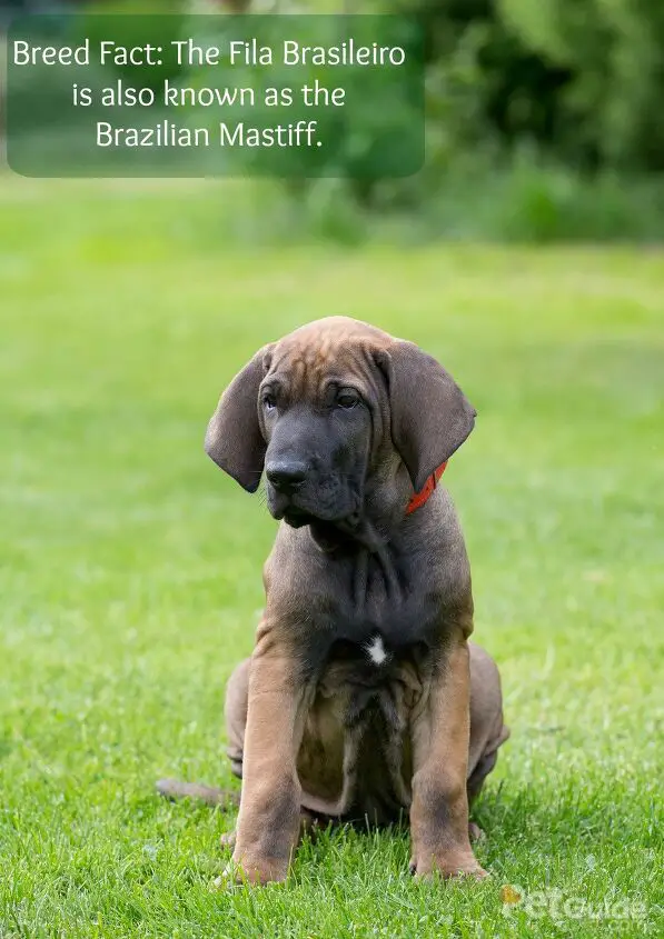 fila brasileiro