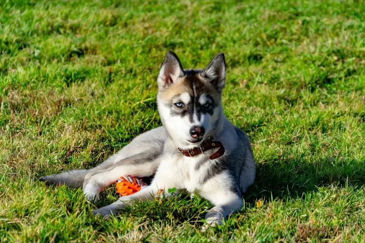 miniature husky