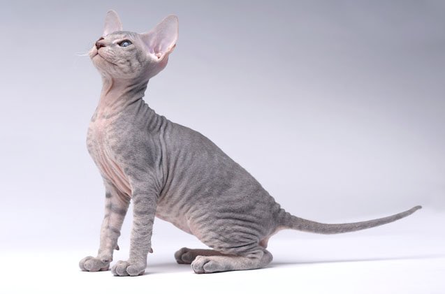 peterbald