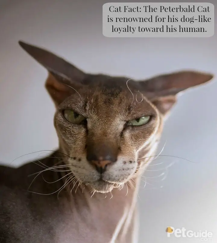 peterbald