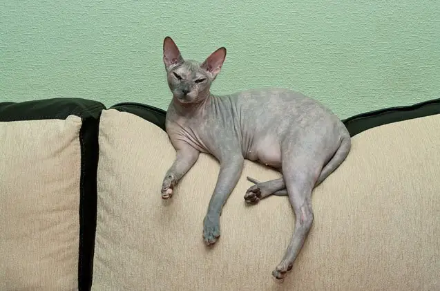 peterbald