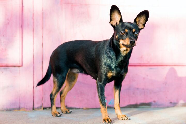 english toy terrier