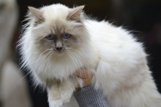 top 10 long haired cat breeds