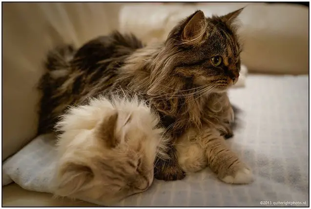 top 10 long haired cat breeds