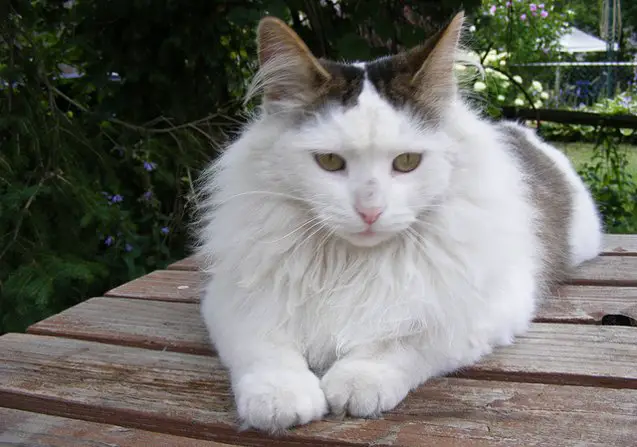 top 10 long haired cat breeds