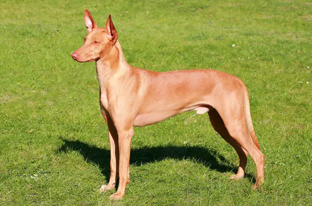 pharaoh hound