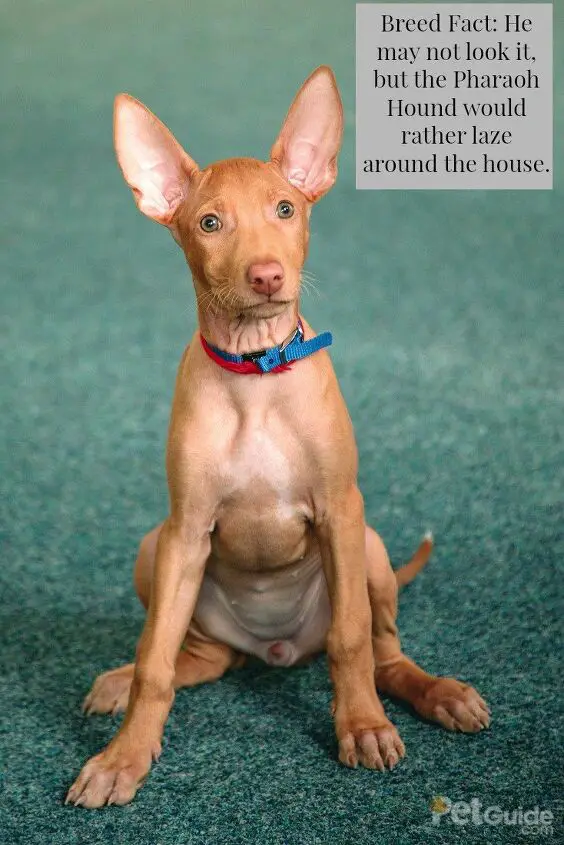 pharaoh hound