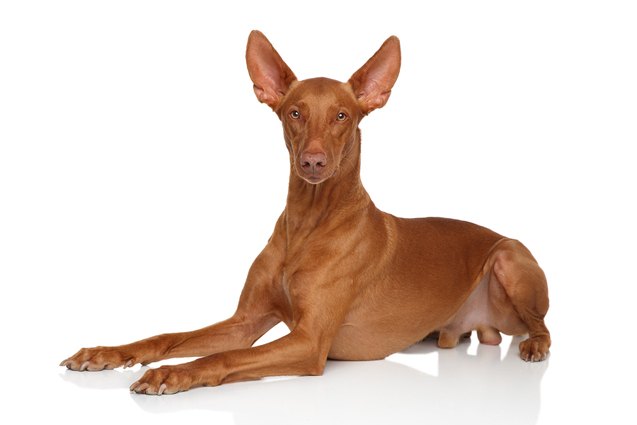 pharaoh hound