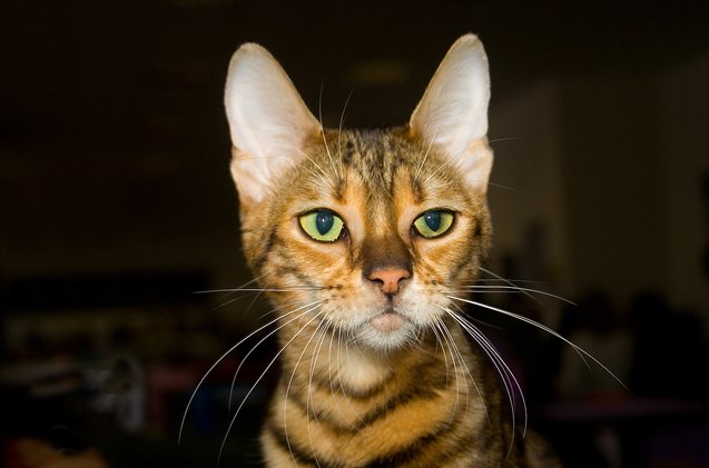 toyger