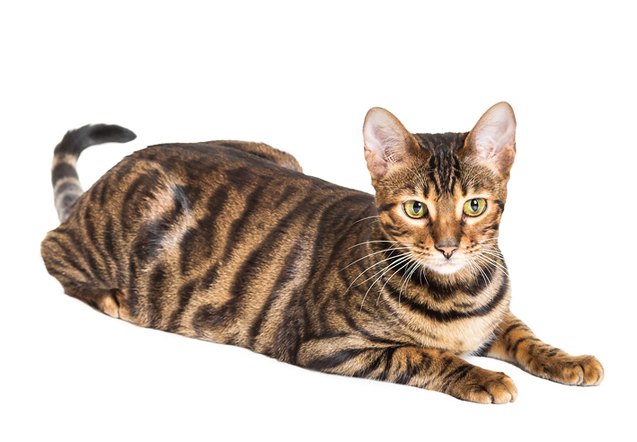 toyger