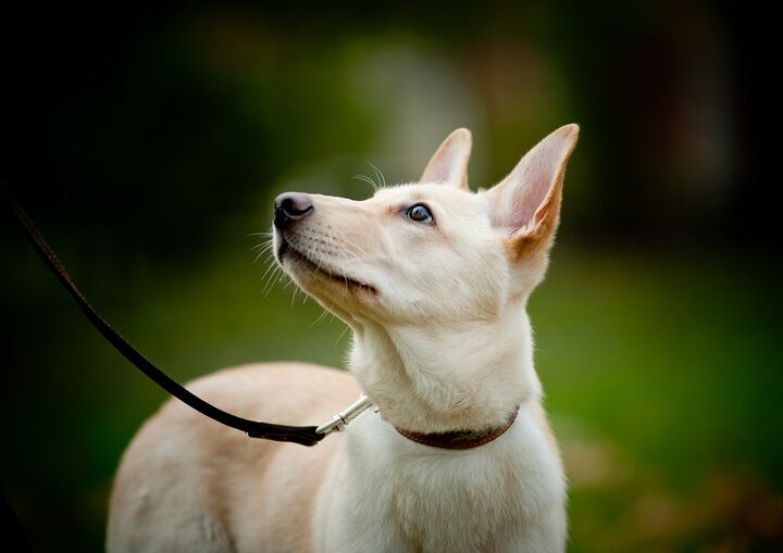 first things first teaching your puppy how to focus