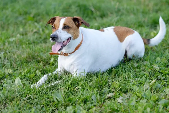 danish swedish farmdog