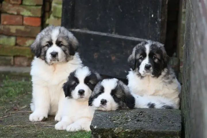 pyrenean mastiff