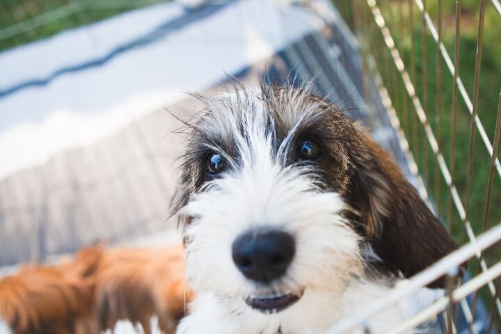 petit basset griffon vendeen