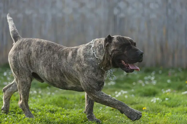 perro de presa canario